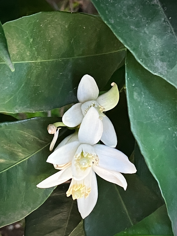 Orange Blossoms