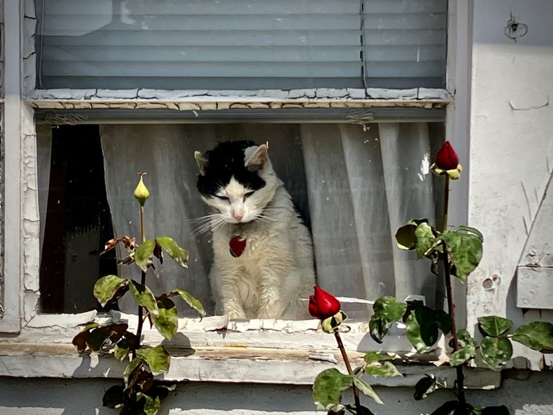 A Cat in A Window