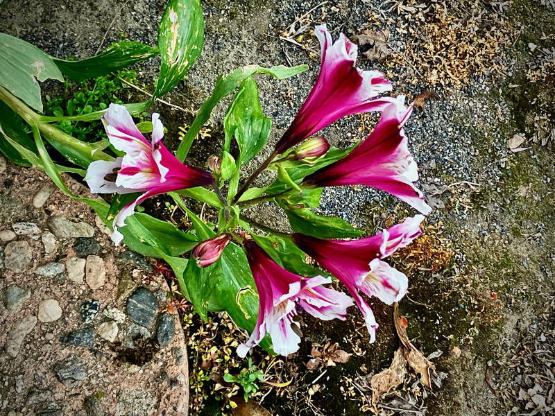 Alstroemeria