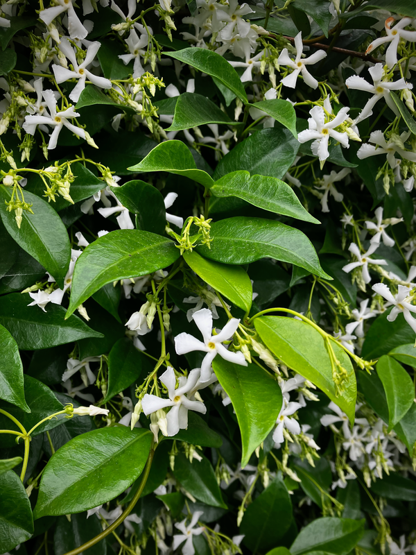 Jasmine