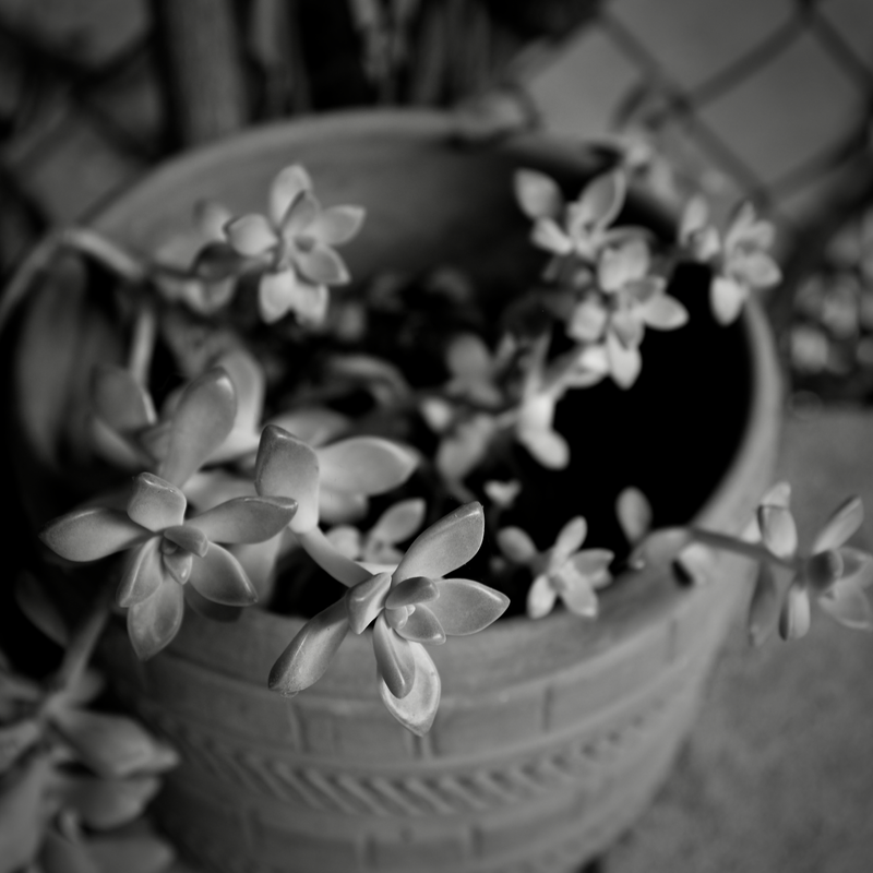 Potted Succulent