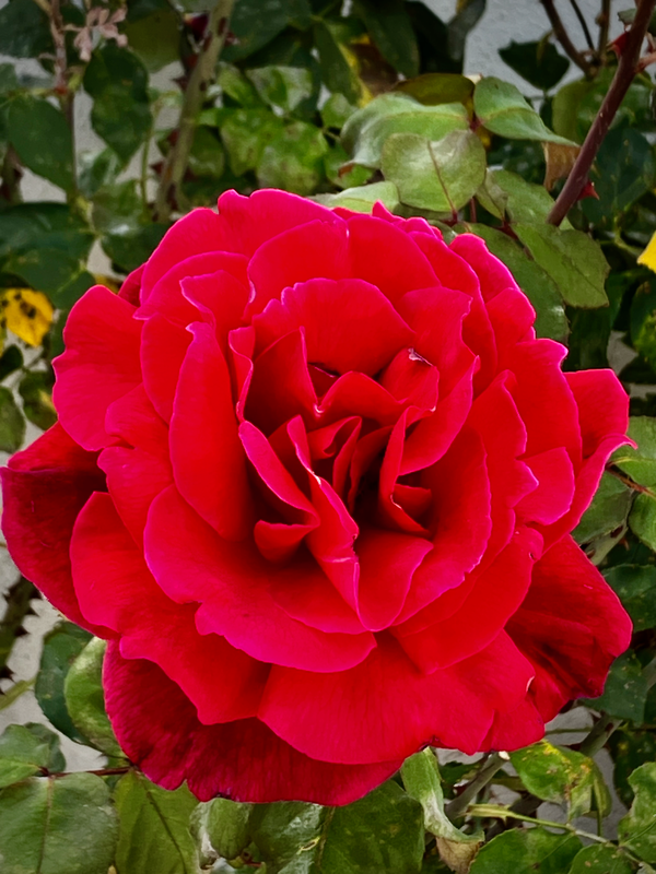 A Rose is a Rose