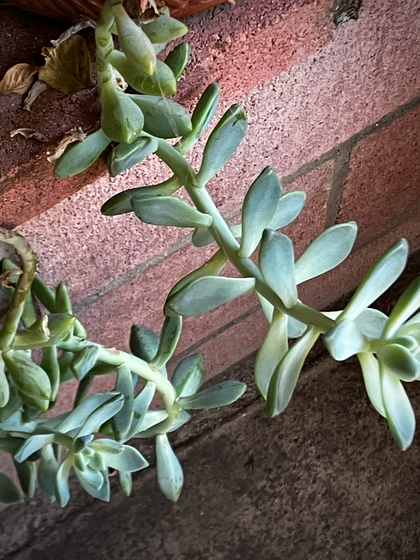 Succulent