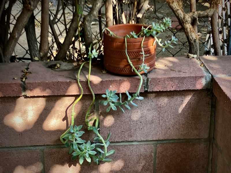 Hanging Garden?