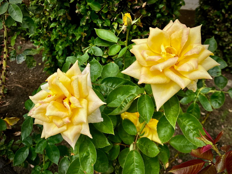 Yellow Roses