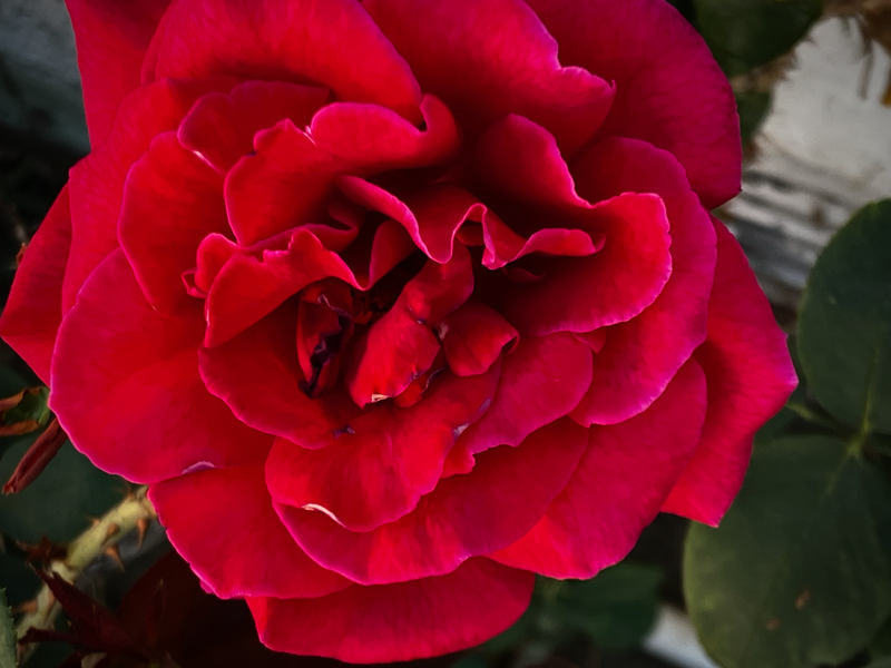 A Rose