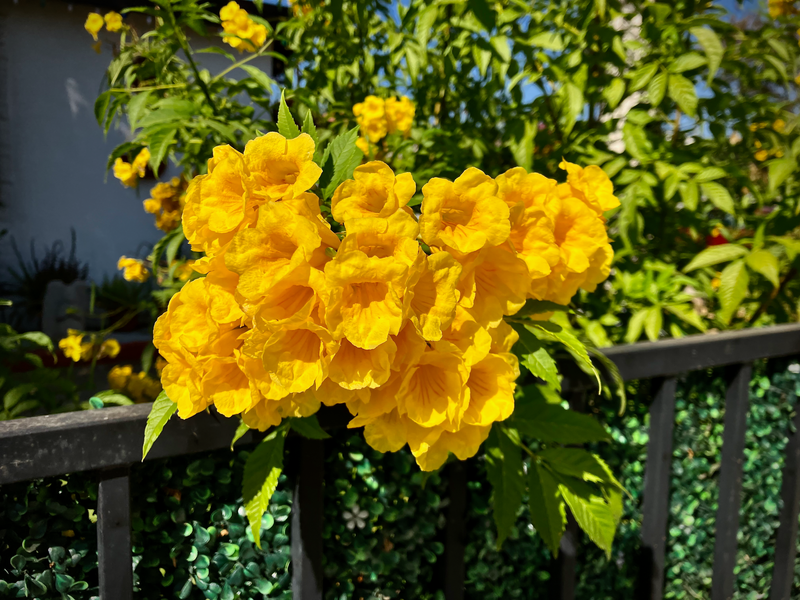 Flowers on a Fence