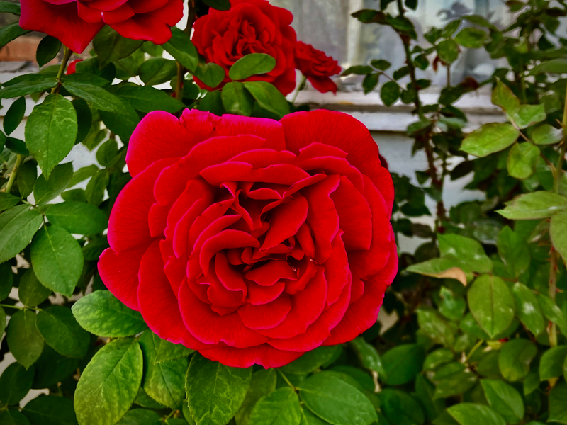 A Red Rose