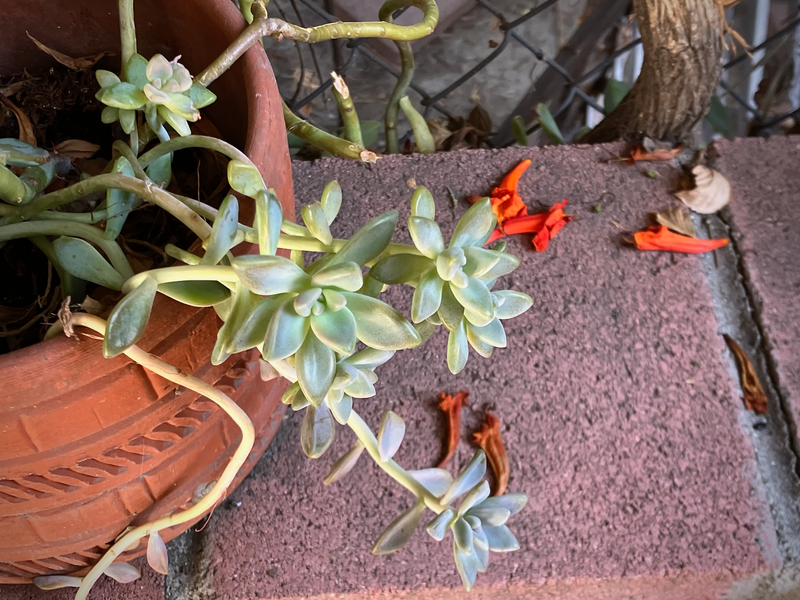 Succulent (with Dead Flowers)