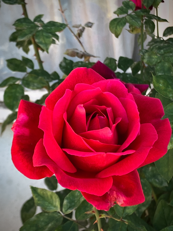 Red, Red Rose