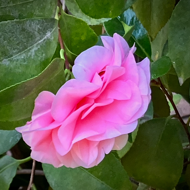 Camellia #35