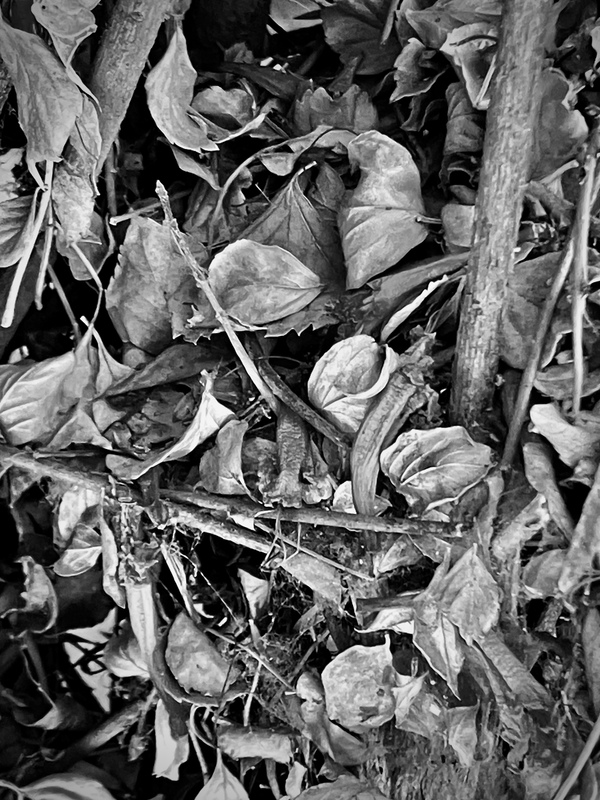 Leaf Litter