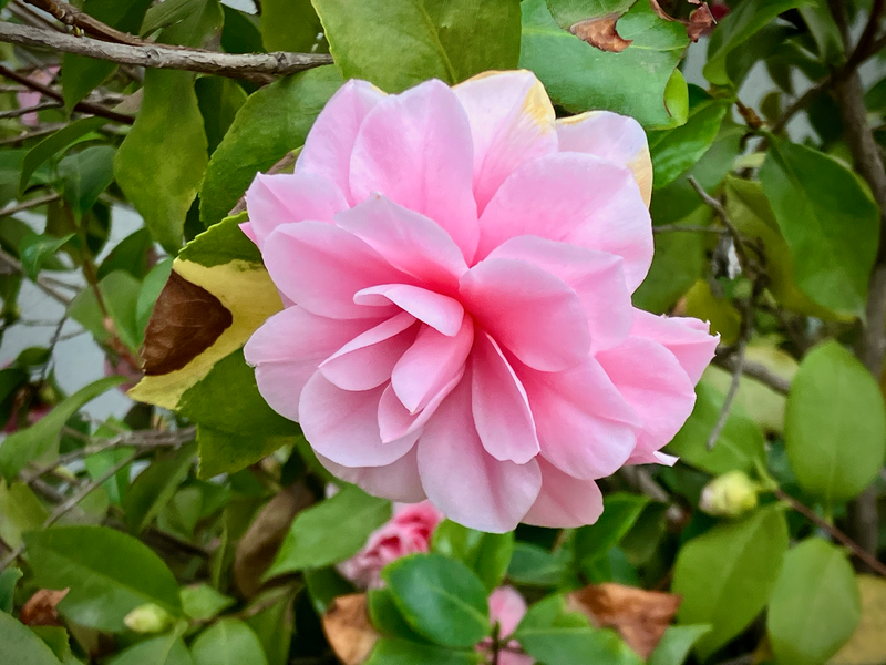 Camellia #39