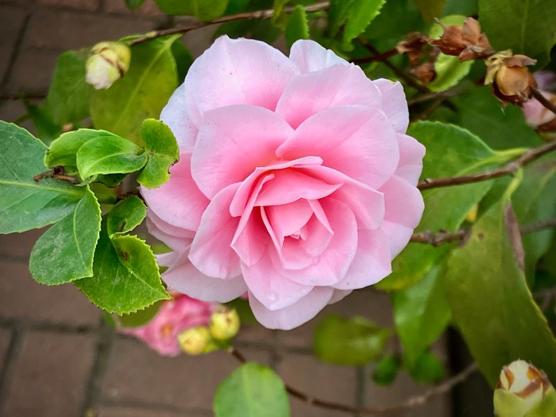 Camellia #33