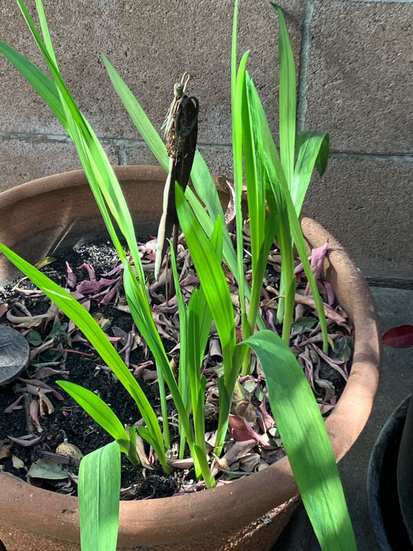 Patio Plant