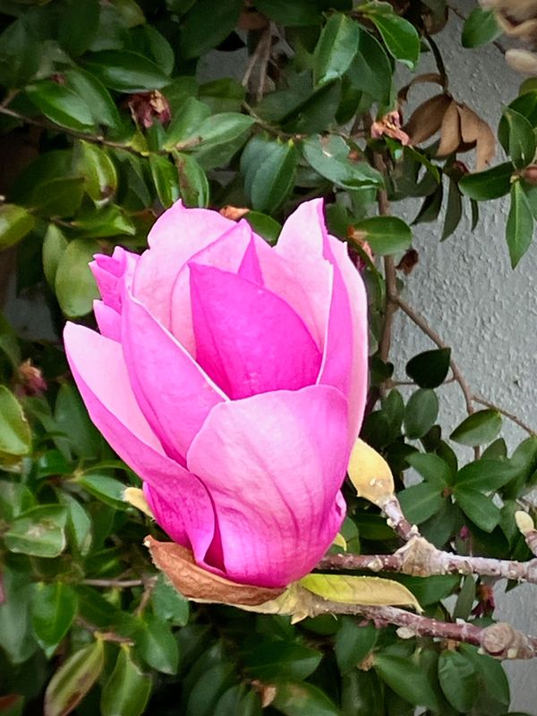 Una flor