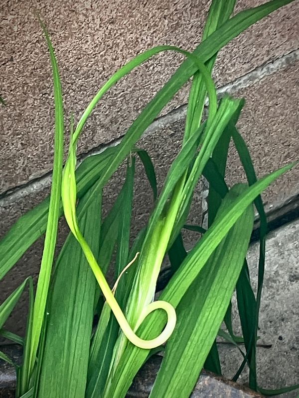 Strange Growth