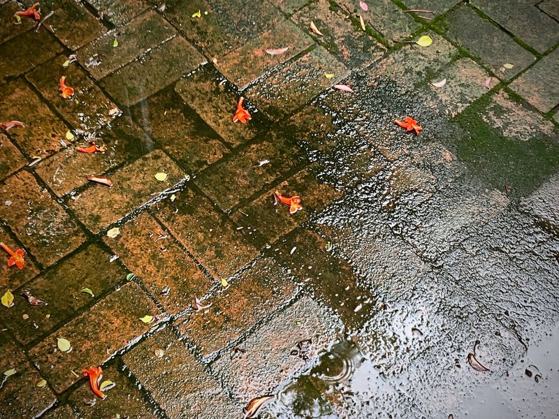 A Fall of Rain