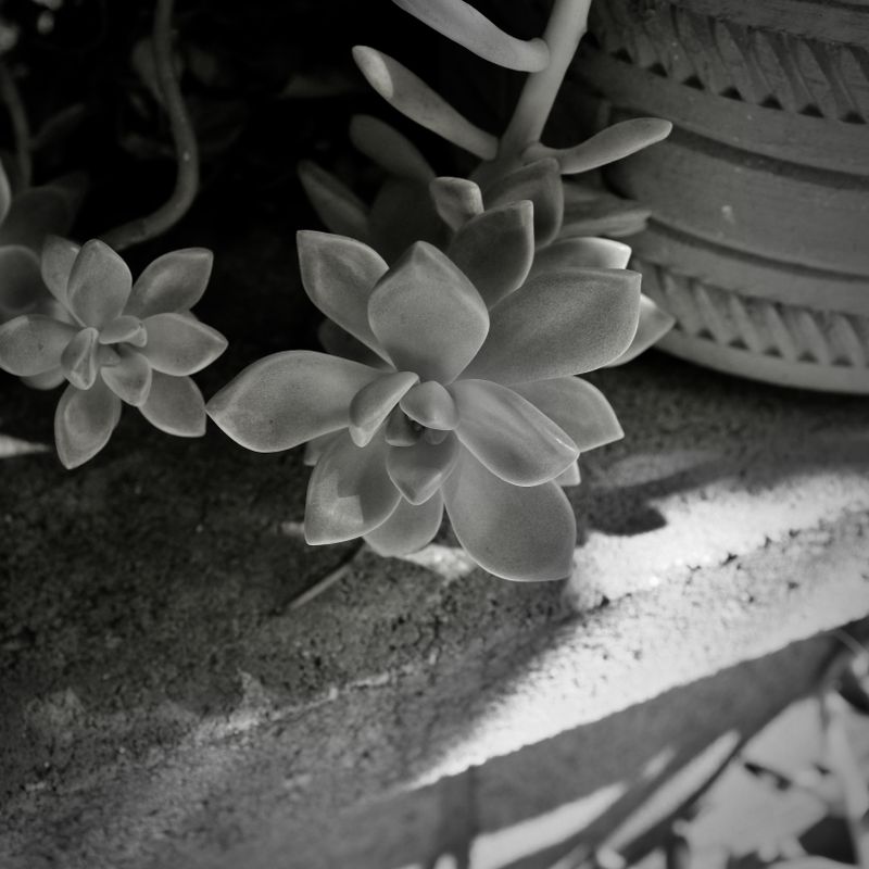 Back Porch Succulent