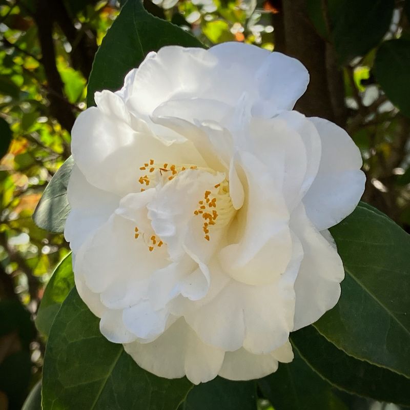 Camelia blanca