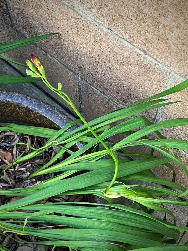 Strange Growth (Day 30)