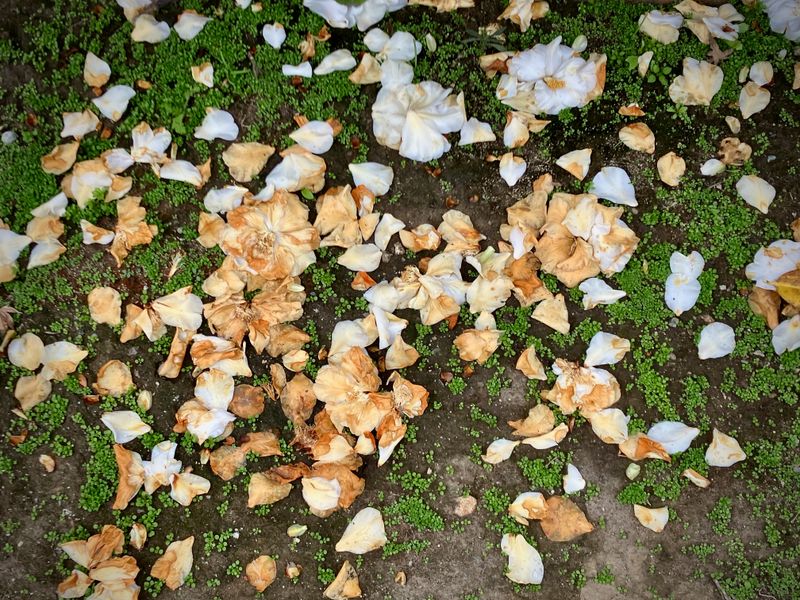 The Fallen