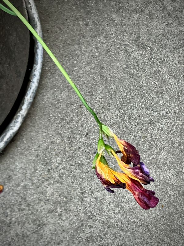 Dead Flowers