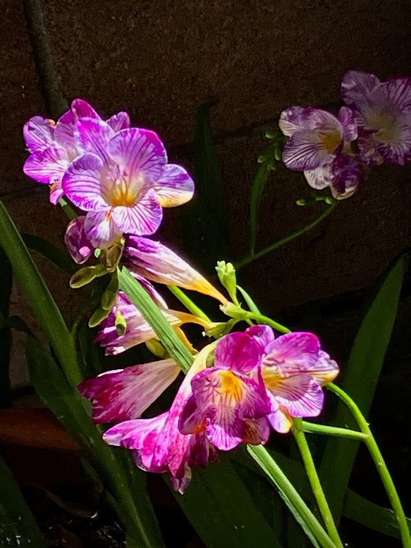 Sunny Morning