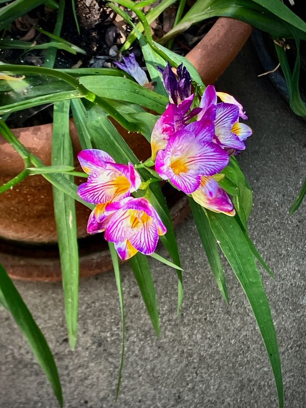 Potted Flowers