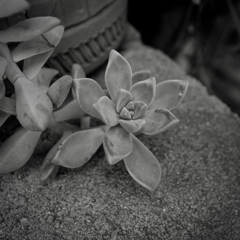 Succulent (B&W) 3