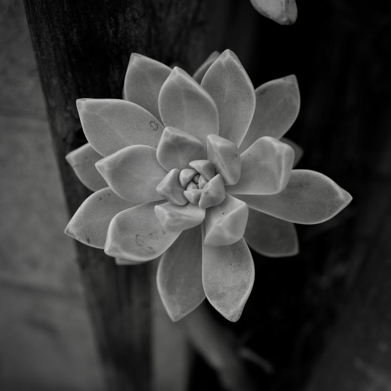 Succulent (B&W) 2