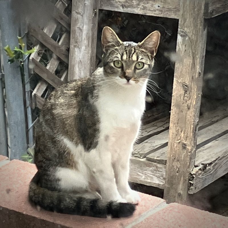 A Neighbor's Cat