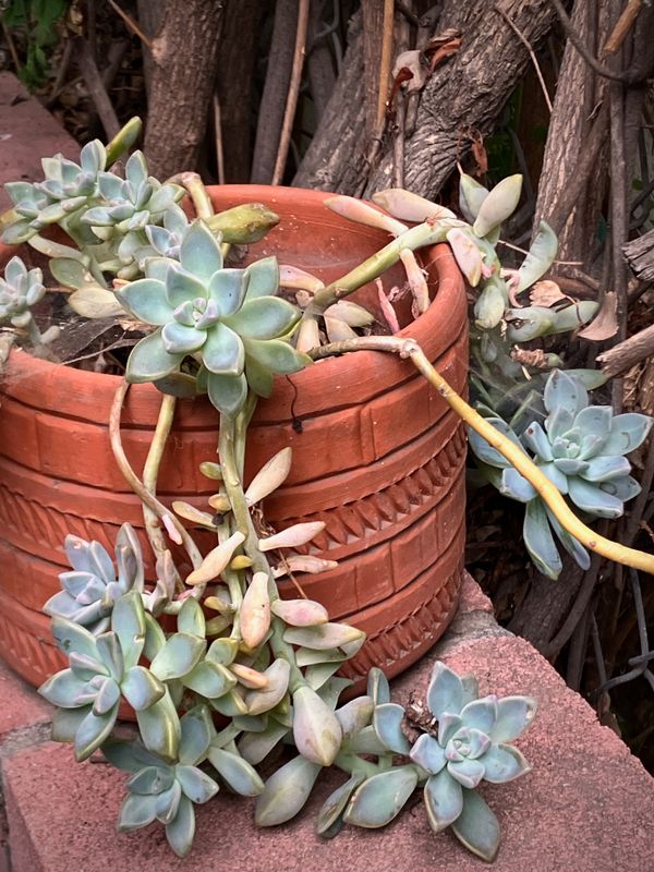 Tumbling Plant
