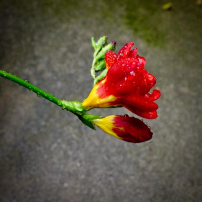 g13/78/459878/3/173496913.bda4b64f.JPEG
