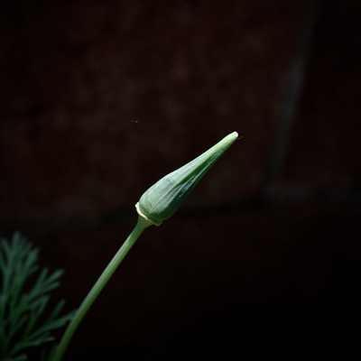 g13/78/459878/3/173670340.f1d68018.PNG