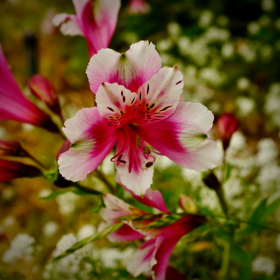g13/78/459878/3/173698788.0c49e7c9.PNG