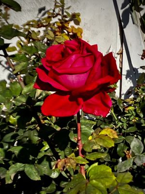 g13/78/459878/3/174264201.fd205714.JPEG