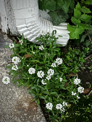g13/78/459878/3/174388773.09c1a4e2.PNG