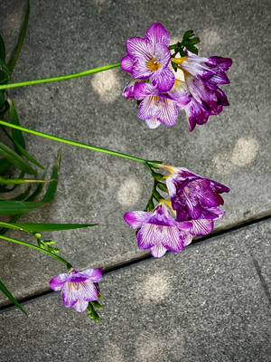 g13/78/459878/3/174427713.b2723ef9.PNG