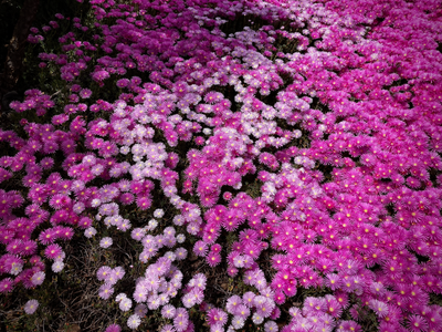 Village Flowers