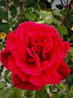 g13/78/459878/3/174629899.01b0a1ae.PNG