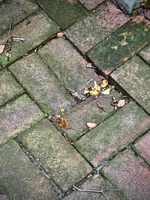 g13/78/459878/3/175373313.161f85e9.JPEG
