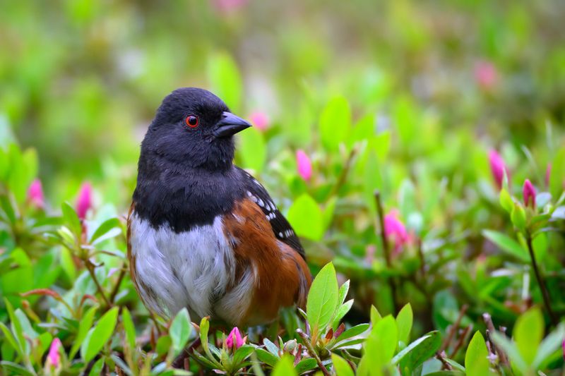 Spotted Towhee 1