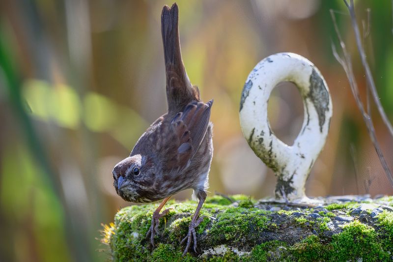 Sparrow mooning the ring?