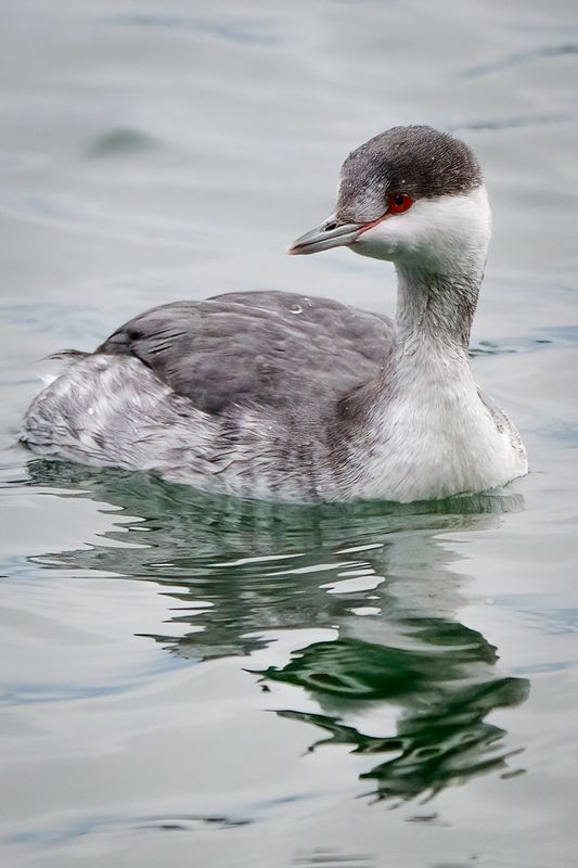 Juvenile Western Grebe