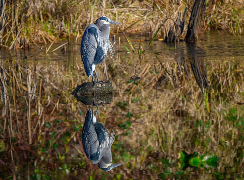 Great Blue Heron... Reflecting on his day?