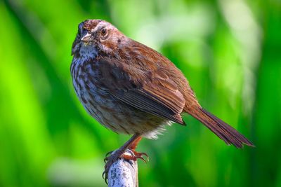 Song Sparrow