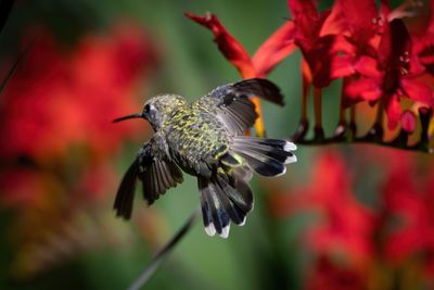 Anna's Hummingbird 