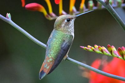 Female Rufous
