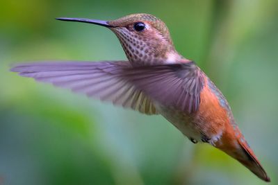 Female Rufous 